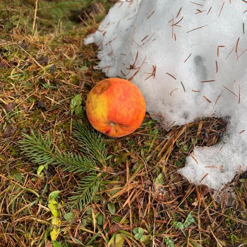 Waldweihnacht