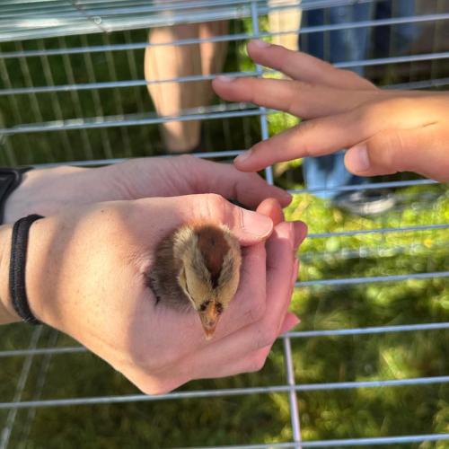 Zu Besuch bei Lauras Küken…