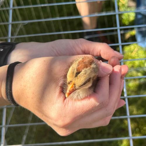 Zu Besuch bei Lauras Küken…