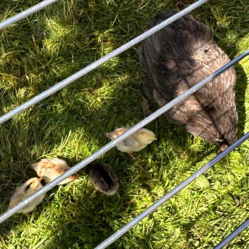 Zu Besuch bei Lauras Küken…