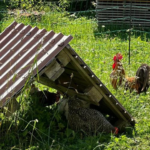 Zu Besuch bei Lauras Küken…