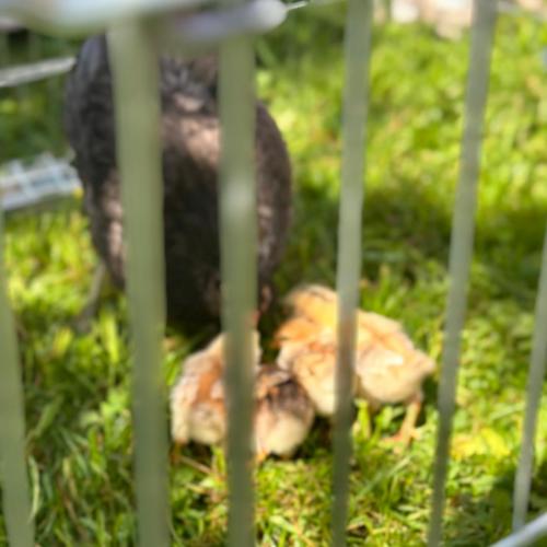 Zu Besuch bei Lauras Küken…