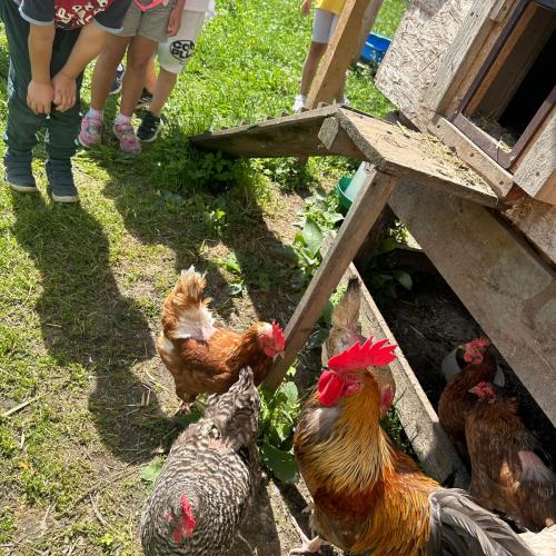 Zu Besuch bei Lauras Küken…