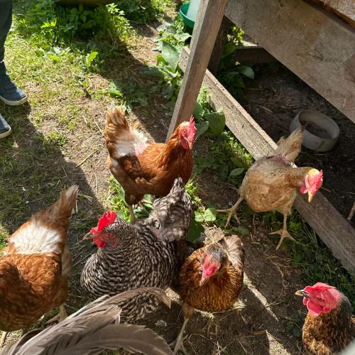 Zu Besuch bei Lauras Küken…