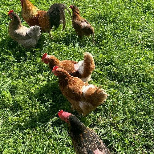 Zu Besuch bei Lauras Küken…