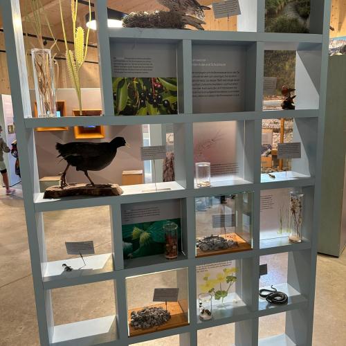 Sonderausstellung in Elmen „ Der letzte Wilde“