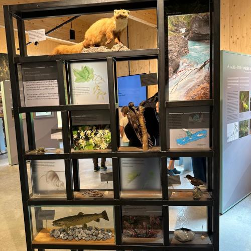 Sonderausstellung in Elmen „ Der letzte Wilde“