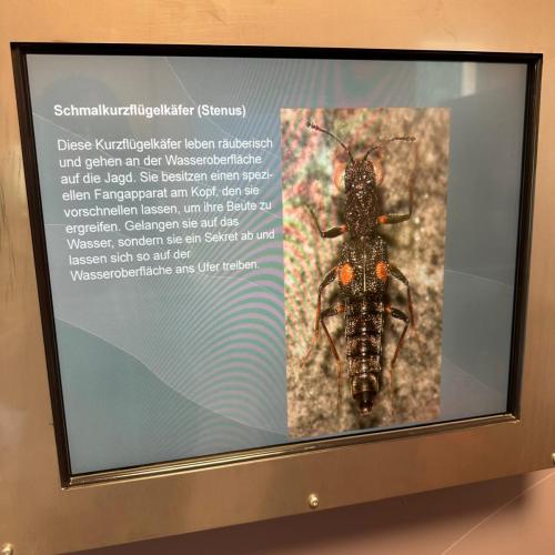 Sonderausstellung in Elmen „ Der letzte Wilde“
