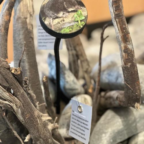 Sonderausstellung in Elmen „ Der letzte Wilde“