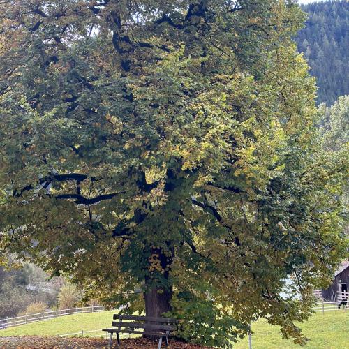 Natopia Thema Herbst