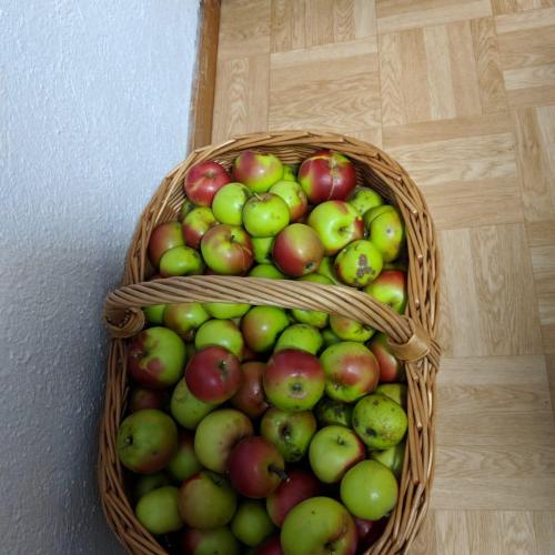 Apfelernte