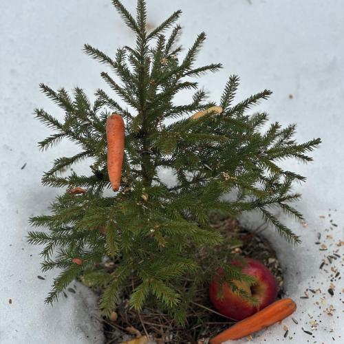Waldweihnacht