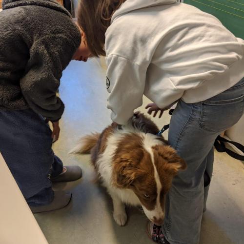 Australian Sheppard