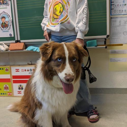 Australian Sheppard