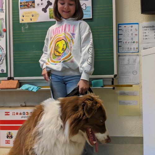 Australian Sheppard