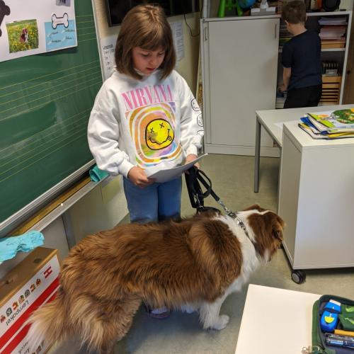 Australian Sheppard