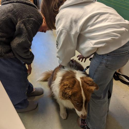 Australian Sheppard