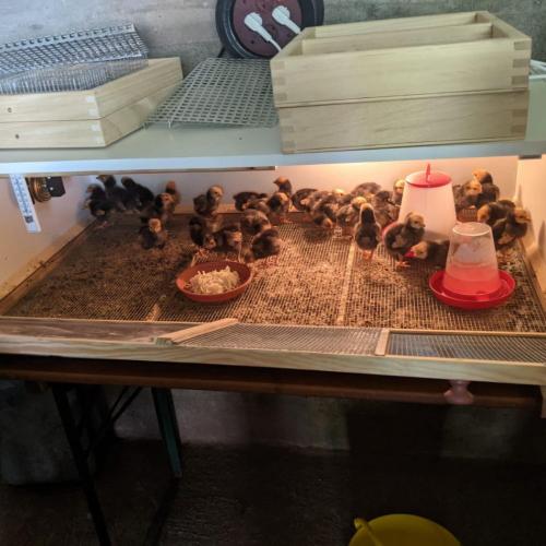 Besuch bei den kleinen Kücken
