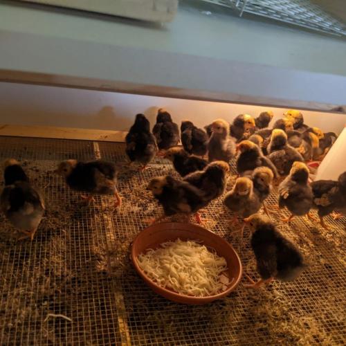Besuch bei den kleinen Kücken