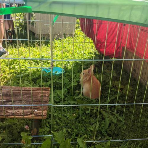 Besuch bei den kleinen Kücken