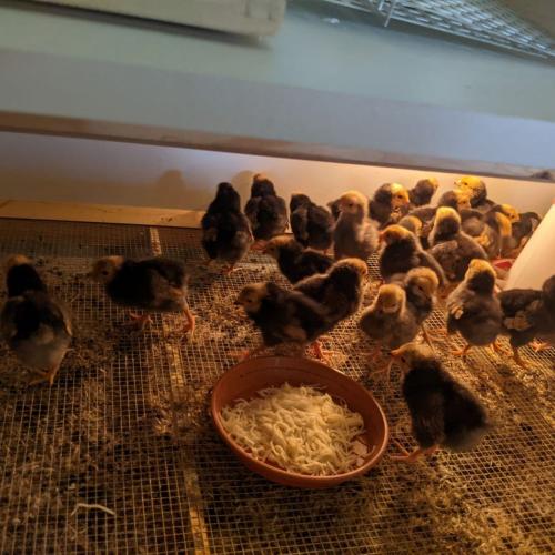 Besuch bei den kleinen Kücken