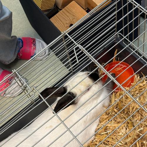 Hase Elmar