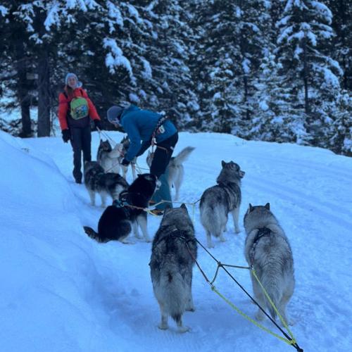Husky-Trekking in Gramais