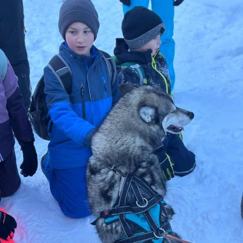 Husky-Trekking in Gramais