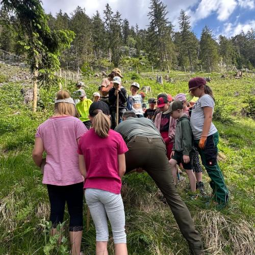 Bergulmen 
