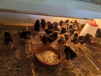 Besuch bei den kleinen Kücken